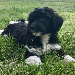Poodle Puppies from DuBois Standard Poodles