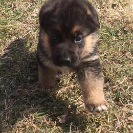 German Shepherd Puppies from Four Leaf Farm- Vom Vierblättriges Bauernhof