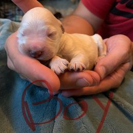 Bernedoodle Puppies from Montana Doodles