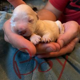 Bernedoodle Puppies from Montana Doodles