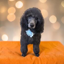 Baloo - Blue male Poodle puppy in Gainesville Ocala, Florida from Curly Que Standard Poodles and Havanese