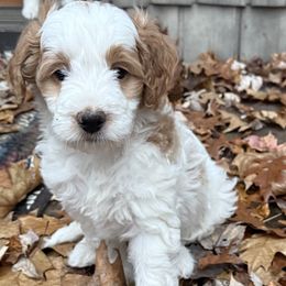 Copper - male Golden Mountain Doodle puppy in Jim Falls, Wisconsin from Pup Paw-fection