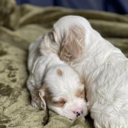 Cockapoos, Cocker Spaniels, and Goldendoodles from MyKy Puppies