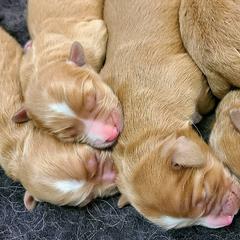 Nova Scotia Duck Tolling Retrievers from Water's Edge