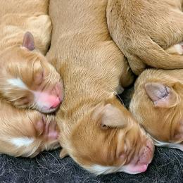 Nova Scotia Duck Tolling Retrievers from Water's Edge