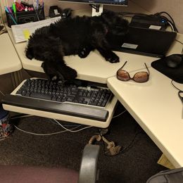 Giant Schnauzer Puppies from Riesenschnauzers von Reh Bach