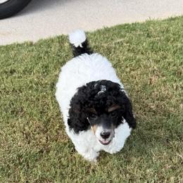 Black collar - Black male Poodle puppy in Huntsville, Alabama from Flint River Poodles