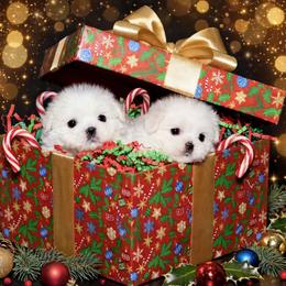 Shichon and Shih Tzu Puppies from Angie’s Teddy Bear Puppies Minnesota