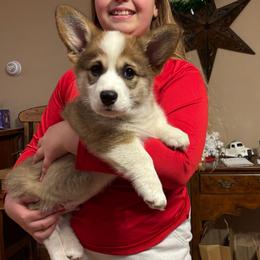 Bodie - Sable male Pembroke Welsh Corgi puppy in Creston, Iowa from GSF Pembroke Welsh Corgis