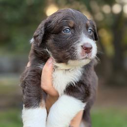 Lyra AKC - Red tri-color female Australian Shepherd puppy in Polk City, Florida from Skaky Shepherds