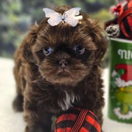 Lollipop - Chocolate female Shih Tzu puppy in Mesa, Arizona from House of Zen Shihtzus