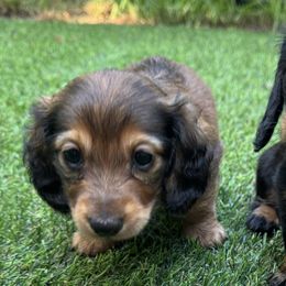 Dachshunds from Mini wienies