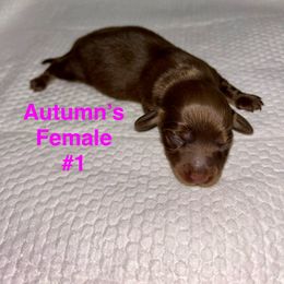 Autumn's Female 1 - Chocolate and tan female Dachshund puppy in Rattan, Oklahoma from Burgett’s Barnyard Dachshunds
