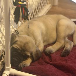 Green Collar - Fawn male Mastiff puppy in Lincolnton, North Carolina from Little Mountain Mastiffs