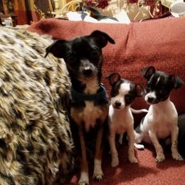 Baby Boy - Chihuahua