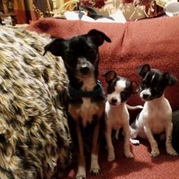 Baby Boy - Chihuahua