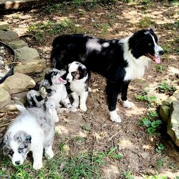 Companion Cross Puppies from Red Maple Farm