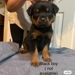 Rottweiler Puppies from Az Phoenix