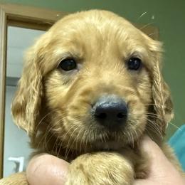 Shaker - Dark golden female Golden Retriever puppy in Princeton, Minnesota from Bewitched Goldens