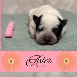 Aster - Blue mottled female Australian Cattle Dog puppy in Seneca, Missouri from MO Morningstar Heelers