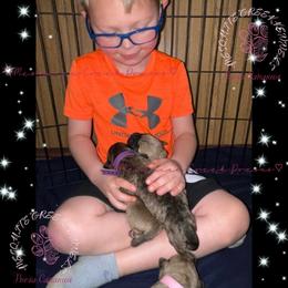 Perro de Presa Canario Puppies from Mesquite Creek Kennels