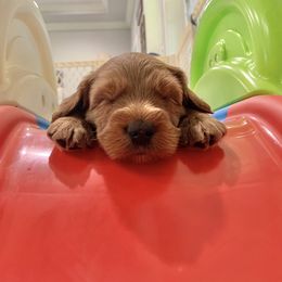 Australian Labradoodle Puppies from Integrity Labradoodles