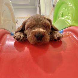 Australian Labradoodle Puppies from Integrity Labradoodles