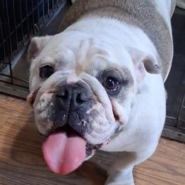Halo - Bulldog