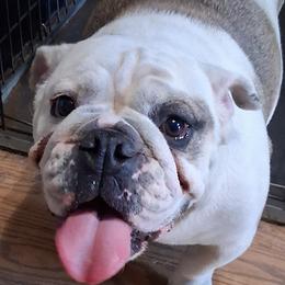 Halo - Bulldog