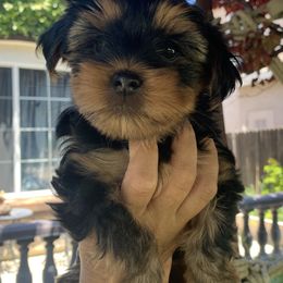 Yorkshire Terriers from Veronica & Her Cute Yorkies