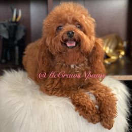 Rosie - Poodle