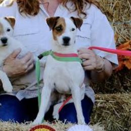 Jack Russell Terriers from Forge Creek Working Jack Russell Terriers