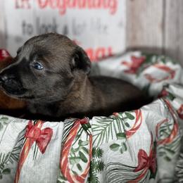 Dutch Shepherd Puppies from Oak Creek K9