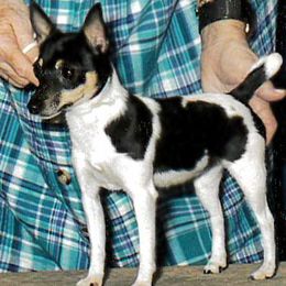 Toy Fox Terriers from Asgard Acres