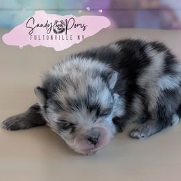Emerald - Blue merle male Pomeranian puppy in Fultonville, New York from Sandy Aussies & Pomeranians