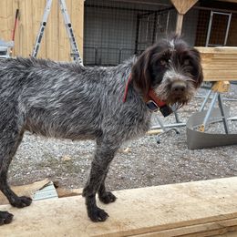 June - Wirehaired Pointing Griffon