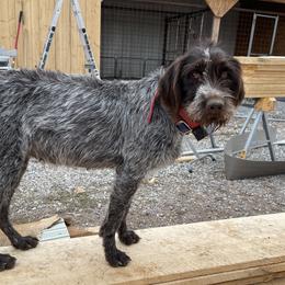 June - Wirehaired Pointing Griffon