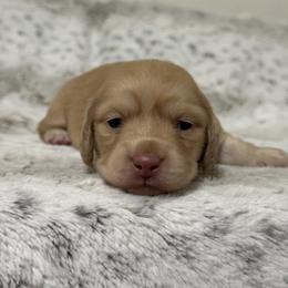 Dachshund Puppies from Suzie’s Mini Doxies