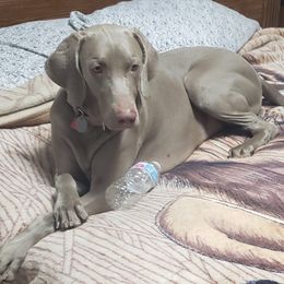 Sage - Weimaraner