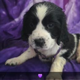 Rowena - Black and white female English Springer Spaniel puppy in Arlington, Texas from Obsidian Rose