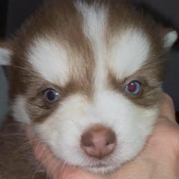 Cher - Black and white female Pomsky puppy in Spring Hill, Florida from PDQ Pomskies