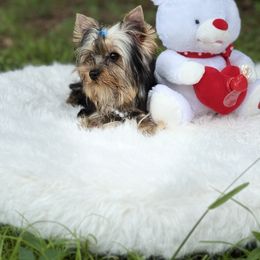 Nemo - Black and tan male Yorkshire Terrier puppy in Naples, Florida from Puppies Forever 💙❤️🐶