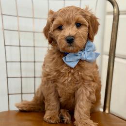 Blue collar BANDIT - Apricot male Goldendoodle puppy in Salem, Utah from Aspen Doodles Utah