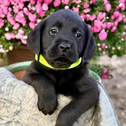Chance - Black male Labrador Retriever puppy in Baldwin City, Kansas from Hedge Lane Labradors