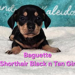 Baguette - Black and tan female Dachshund puppy in Mount Sherman, Kentucky from Kaleidoscope Dachshunds and Whippets