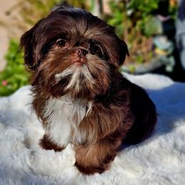 Bellagio - Liver and white male Shih Tzu puppy in Tucson, Arizona from Dollface Shih Tzu