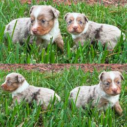 Red Merle male - Red merle male Toy Australian Shepherd puppy in Brooker, Florida from Honey, I Shrunk the Aussies