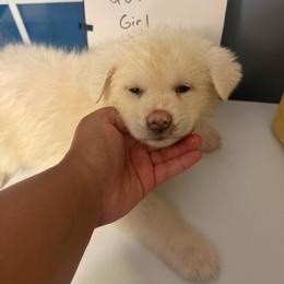 Quri - White female Japanese Akitainu puppy in Hubert, North Carolina from Miyo Ken