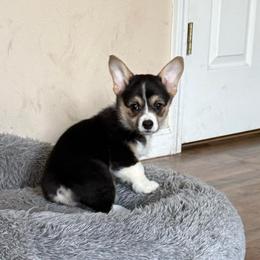 Eve - Black and tan female Pembroke Welsh Corgi puppy in Saint Johns, Florida from Colebrooke Farm