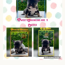 French Bulldog Puppies from Briyana Leighs Litters LLC